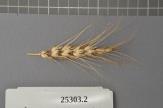 Click for 1 image(s) for this accession. Spike